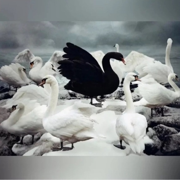 2/$30🌵 Black Swan Claw Clip Hair Accessory Acrylic Hair Clip Bird Gift NEW - Picture 12 of 12